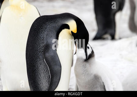 Pinguino imperatore (Aptenodytes forsteri) cura dei genitori a Snow Hill Island, Antartide Foto Stock