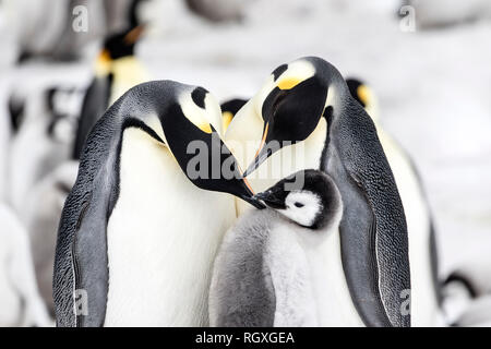 Pinguino imperatore (Aptenodytes forsteri) cura dei genitori a Snow Hill Island, Antartide Foto Stock