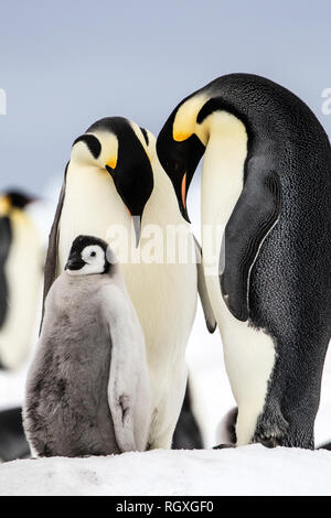 Pinguino imperatore (Aptenodytes forsteri) cura dei genitori a Snow Hill Island, Antartide Foto Stock