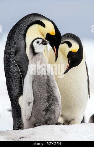 Pinguino imperatore (Aptenodytes forsteri) cura dei genitori a Snow Hill Island, Antartide Foto Stock