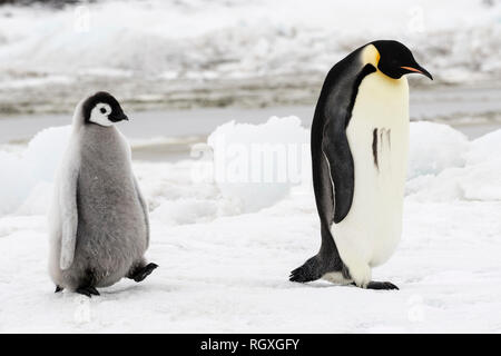 Pinguino imperatore (Aptenodytes forsteri), la più grande specie di pinguino, aumentando la loro pulcini sul mare di ghiaccio a Snow Hill Island, Antartide Foto Stock