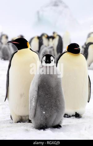 Pinguino imperatore (Aptenodytes forsteri), la più grande specie di pinguino, aumentando la loro pulcini sul mare di ghiaccio a Snow Hill Island, Antartide Foto Stock