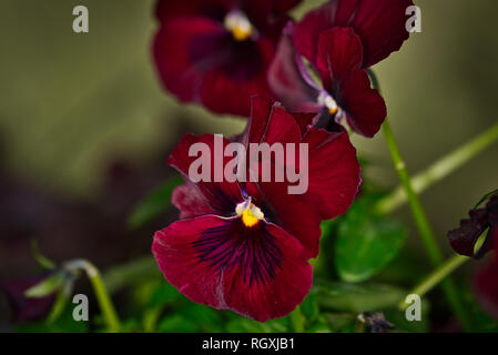 Piante Fiori Fotografia macro Foto Stock