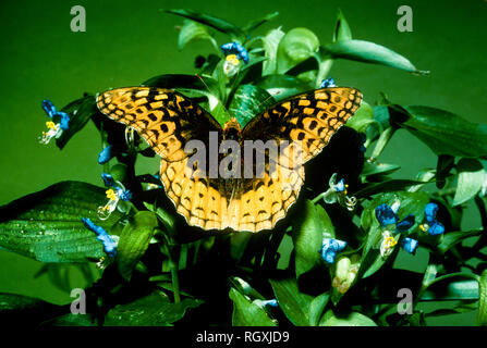 Great Spangled Fritillary, Speyeria Cybele, arroccato su un fiore Asnatic Day in fiore blu, Commelina commonis, MO, USA Foto Stock