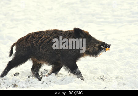 Suini selvatici cinghiali mangiare mais invernale bosco innevato Foto Stock