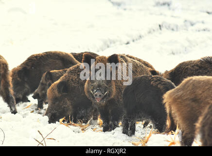 Suini selvatici cinghiali mangiare mais invernale bosco innevato Foto Stock