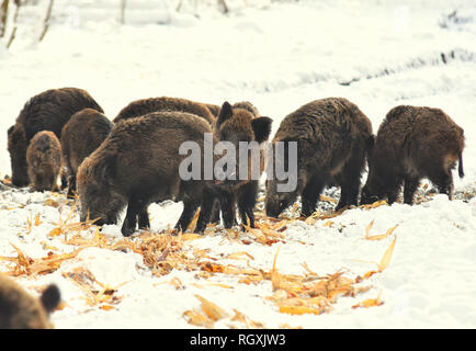 Suini selvatici cinghiali mangiare mais invernale bosco innevato Foto Stock