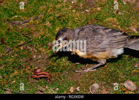 Neonata baby robin, Turdus migratorius, opere di cattura e di mangiare un primo lombrico in giardino moss, STATI UNITI D'AMERICA Foto Stock