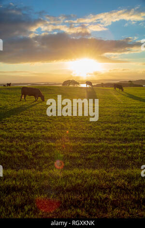 Il pascolo di bestiame in un campo al tramonto, nella contea di Sligo, Irlanda. Foto Stock