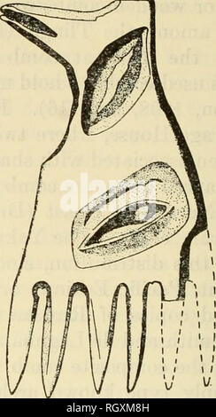 . Bollettino. Etnologia. m. 0 12 3^ 5 cm.. Si prega di notare che queste immagini vengono estratte dalla pagina sottoposta a scansione di immagini che possono essere state migliorate digitalmente per la leggibilità - Colorazione e aspetto di queste illustrazioni potrebbero non perfettamente assomigliano al lavoro originale. Smithsonian Institution. Ufficio di presidenza di Etnologia americana. Washington : G. P. O. Foto Stock