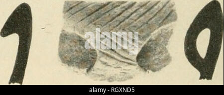. Bollettino. Etnologia. i /i' * f t A. 1 ) Un, Stanle' attrezzo impressionato (-essel diametro: 202 mm.). "-/', Sherds.. Si prega di notare che queste immagini vengono estratte dalla pagina sottoposta a scansione di immagini che possono essere state migliorate digitalmente per la leggibilità - Colorazione e aspetto di queste illustrazioni potrebbero non perfettamente assomigliano al lavoro originale. Smithsonian Institution. Ufficio di presidenza di Etnologia americana. Washington : G. P. O. Foto Stock
