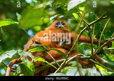 Una scimmia rossa (langur maroon) madre e bambino che riposa in un albero, nella foresta pluviale di Danum Valley, Sabah, Borneo, Malesia. Foto Stock