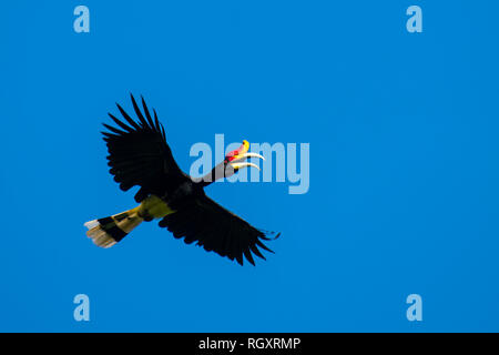 Rhinoceros Hornbill che sorvola la foresta pluviale della valle di Danum, Sabah, Borneo, Malesia. Foto Stock