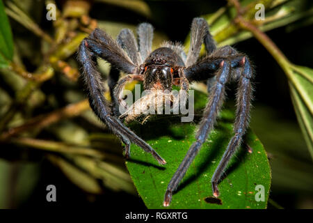 Un ragno che si nuota su una falena di notte nella foresta pluviale di Danum Valley, Sabah, Borneo, Malesia. Foto Stock