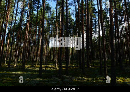 Alba in una foresta di pini i primi raggi del sole sorvola il muschio tra gli alberi Foto Stock