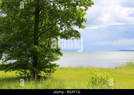 Ontano verde albero, Alnus glutinosa, crescendo in riva al lago su un soleggiato, thundery giorno d'estate. Foto Stock