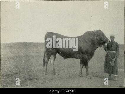 . Bollettino. L'agricoltura. Bui. 62, l' Ufficio di presidenza di impiantistica industriale, U. S. Dipartimento di Agricoltura. Piastra. Fig. 1.-Tipo egiziano di Boll.. Si prega di notare che queste immagini vengono estratte dalla pagina sottoposta a scansione di immagini che possono essere state migliorate digitalmente per la leggibilità - Colorazione e aspetto di queste illustrazioni potrebbero non perfettamente assomigliano al lavoro originale. Stati Uniti. Ufficio di presidenza di impianti industriali. Washington : G. P. O. Foto Stock