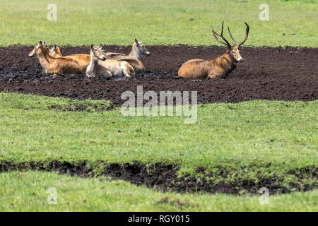 Il Cimitero di Père David deer (Elaphurus davidianus), noto anche come il milu, è una specie che è andato estinta nel selvaggio Foto Stock