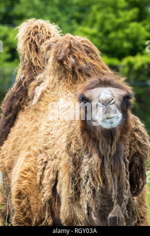 Bactrian Camel (Camelus bactrianus) con due gobbe sul suo dorso in uno zoo Foto Stock