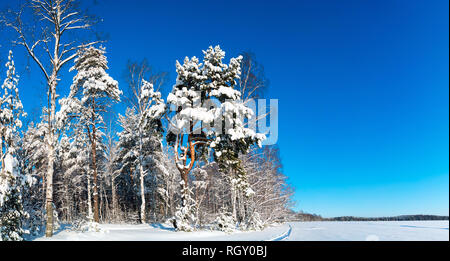 Boschi innevati su una luminosa giornata di sole . Paesaggio invernale . Russia, dalla regione di Leningrado. Foto Stock