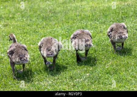 Un gruppo di quattro goslings divorando l'erba Foto Stock