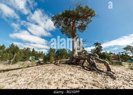 Bel vecchio pino con grande sistema root sul litorale sabbioso. Foto Stock