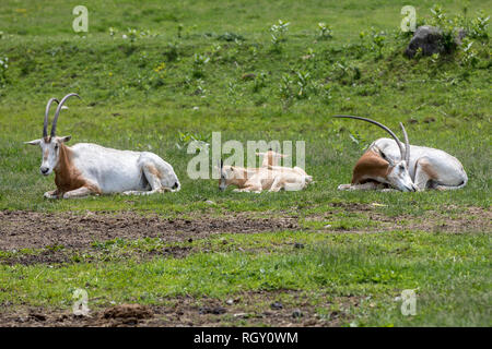 Una famiglia di Scimitar-cornuto oryxes. Un elegante antelope che potrebbe essere dietro la leggenda del liocorno ed è sommamente adattato alla vita nel deserto Foto Stock