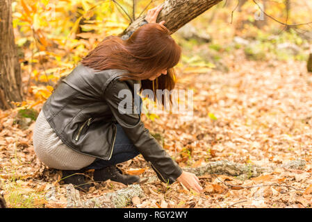 Una giovane donna preleva le castagne caduto a terra in una foresta autunnale Foto Stock
