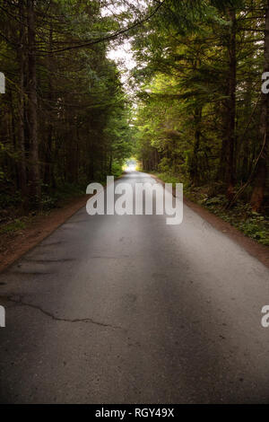 Scenic Forest road durante una vivace giornata d'estate. Prese a Florencia Bay, vicino a Ucluelet e Tofino, Isola di Vancouver, BC, Canada. Foto Stock