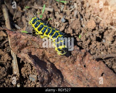 Giallo Nero bruco strisciare sul terreno Foto Stock