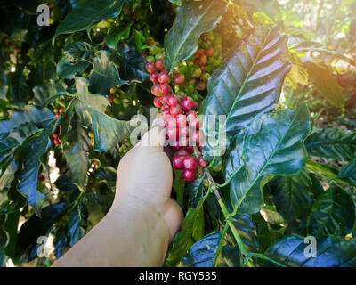 Raccolta a mano red Arabica Coffee beans su albero di caffè Foto Stock