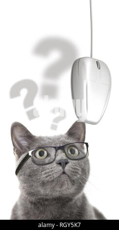 Gatto con gli occhiali guardando il mouse del computer su sfondo bianco. Foto Stock