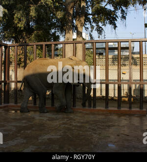 Bella Baby Elephant a Karachi Zoo Foto Stock