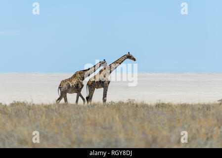 La giraffa a piedi nella savana africana Foto Stock