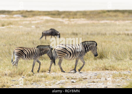 Zebre selvatiche a piedi nella savana Africana con gnu antilopi sullo sfondo Foto Stock