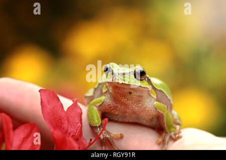 Carino raganella ( Hyla arborea ) Foto Stock