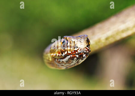 Montpellier est ritratto di serpente che guarda verso la fotocamera ( Malpolon insignitus ) Foto Stock