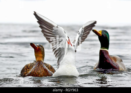 I capretti nero gabbiano con testa in attesa di cibo dai turisti mentre sulla superficie dell'acqua ( Chroicocephalus ridibundus ) Foto Stock