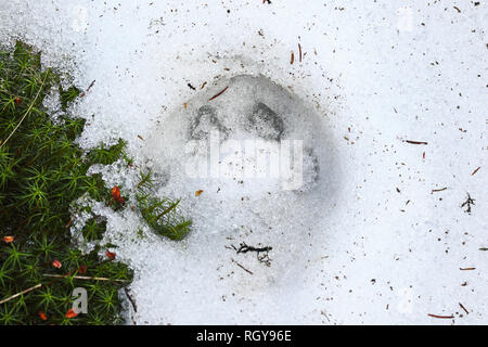 Lynx lynx tracce sulla neve su un area selvaggia di montagne dei Carpazi Foto Stock