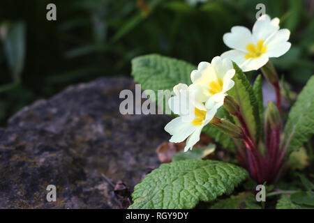 Primula vulgaris, primule giallo Foto Stock