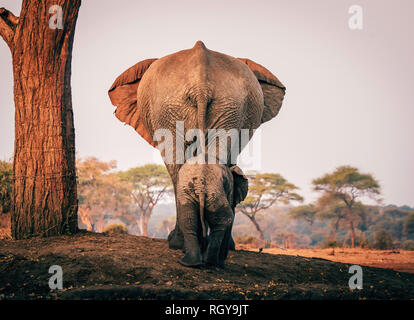 Elephant con vitello lasciando il waterhole di Senyati Bush Camp al tramonto, Botswana Foto Stock