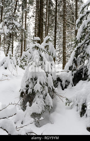 La Foresta Nera meridionale (tedesco: Südschwarzwald) si riferisce alla parte più alta della Foresta Nera che è stata profondamente trasformata da ice age glaciazione Foto Stock