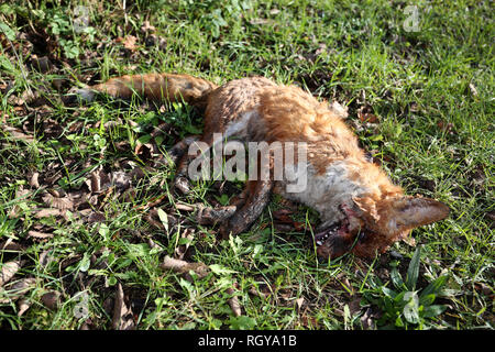 Un morto fox nella foto a lato della strada in Greater London, Regno Unito. Foto Stock