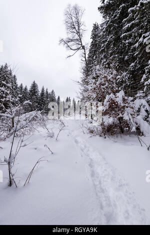 La Foresta Nera meridionale (tedesco: Südschwarzwald) si riferisce alla parte più alta della Foresta Nera che è stata profondamente trasformata da ice age glaciazione Foto Stock