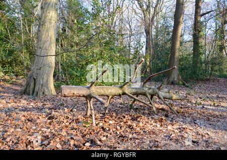 Un albero caduto in boschi di Highgate Londra nord in inverno REGNO UNITO Foto Stock