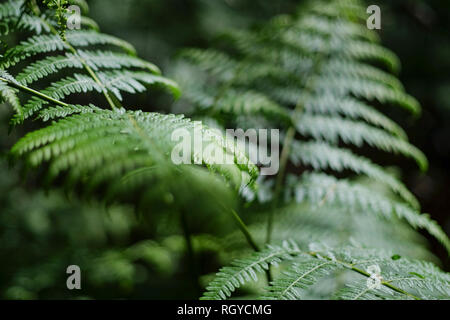 Immagini di Delamere Forest, Cheshire, Regno Unito Foto Stock