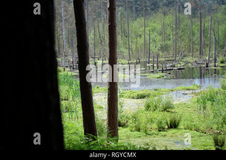 Immagini di Delamere Forest, Cheshire, Regno Unito Foto Stock