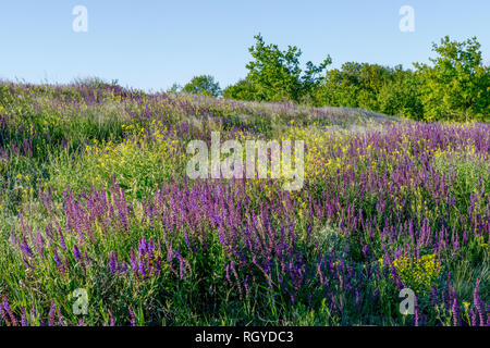 Scenic colorate, weald paesaggio con gruppo di alberi e di fiori selvaggi e erbaccia erba sul primo piano in estate la luce del sole vicino Podgorodnee posizione nel Dnep Foto Stock