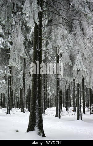 Fichtenwald im Schnee, Großer Feldberg, Hochtaunus, Taunus, Assia, Deutschland Foto Stock