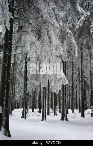 Fichtenwald im Schnee, Großer Feldberg, Hochtaunus, Taunus, Assia, Deutschland Foto Stock